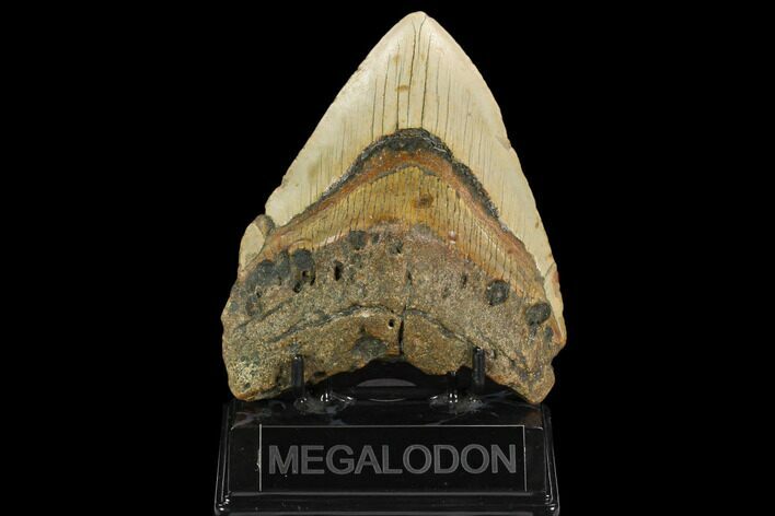 Bargain, Fossil Megalodon Tooth - North Carolina #124968